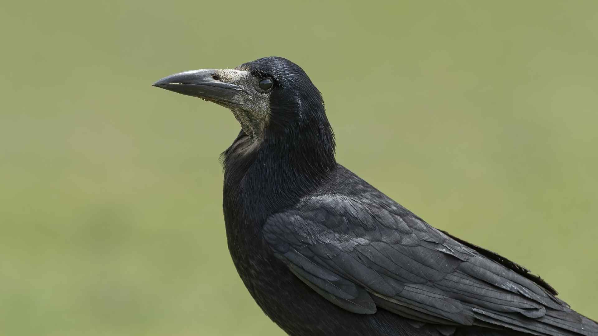 Rook